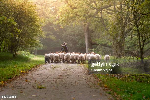 female shepherd and flock of sheep at a foggy sunrise in the woods - sheep stock pictures, royalty-free photos & images