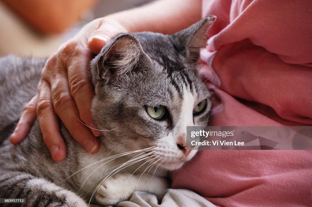 Hand stroking cat head neck