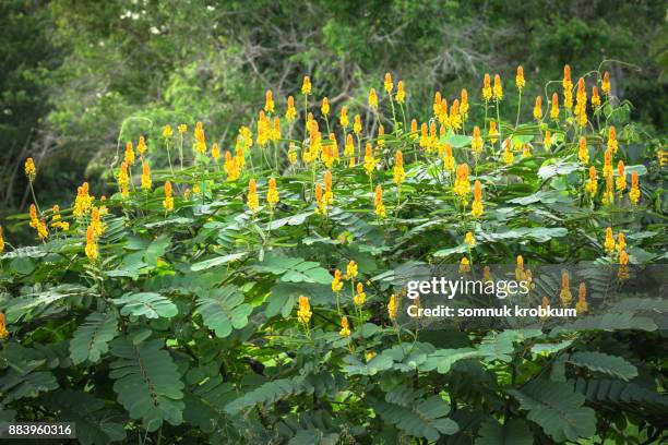 ringworm bush flower plant - tinea foto e immagini stock