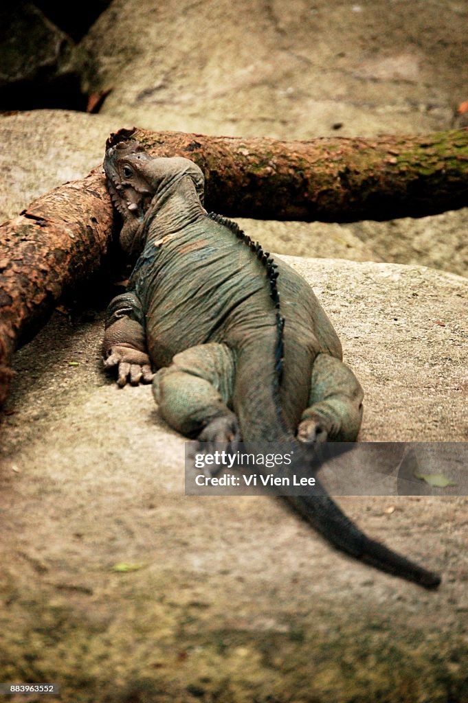 Komodo dragon lazy day