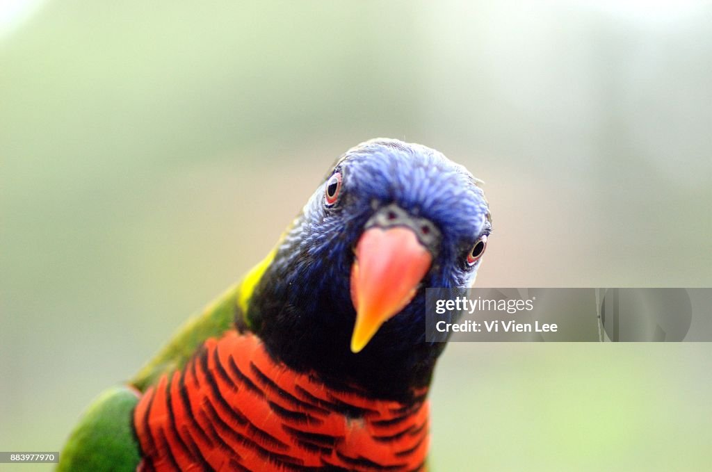 Curious lorikeet
