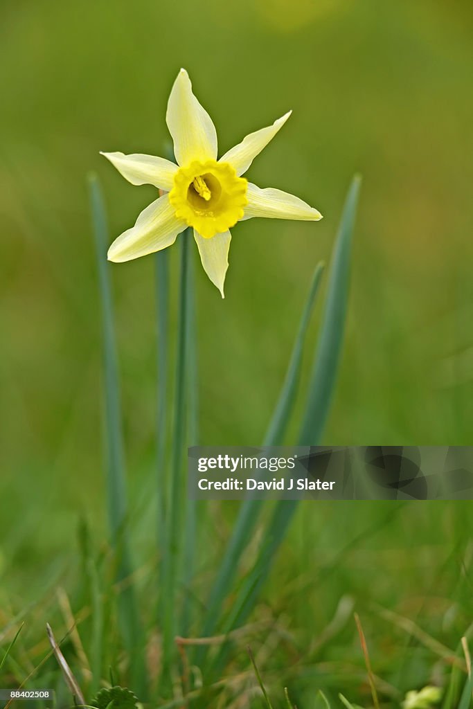 Wild daffodil blossom
