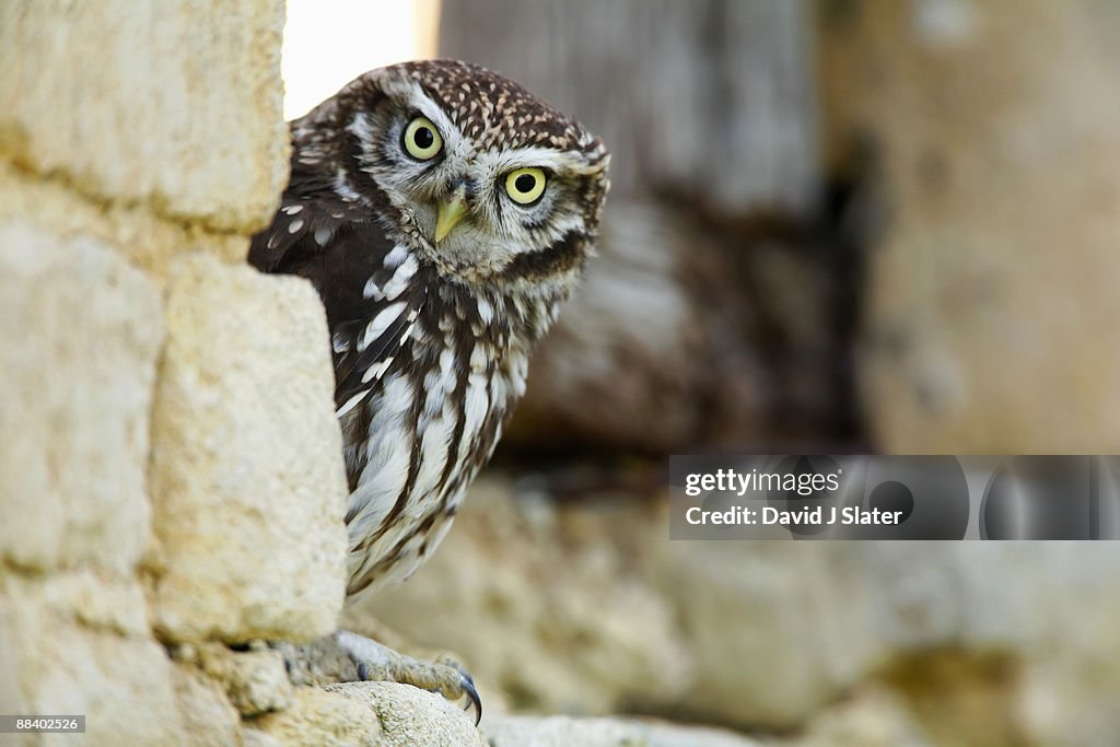 Little Owl peering around stone wall