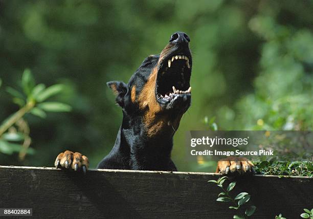 barking doberman - ladrando fotografías e imágenes de stock