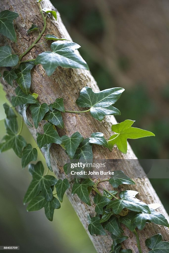 Ivy on tree