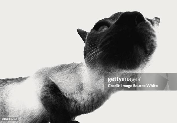 cat - black siamese cat stock pictures, royalty-free photos & images