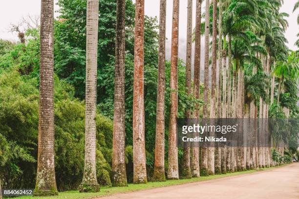 caminho de árvore de palma - jardim botânico - fotografias e filmes do acervo