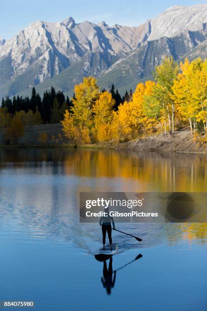 stand up paddleboard adventure - aspen tree silhouettes stock pictures, royalty-free photos & images
