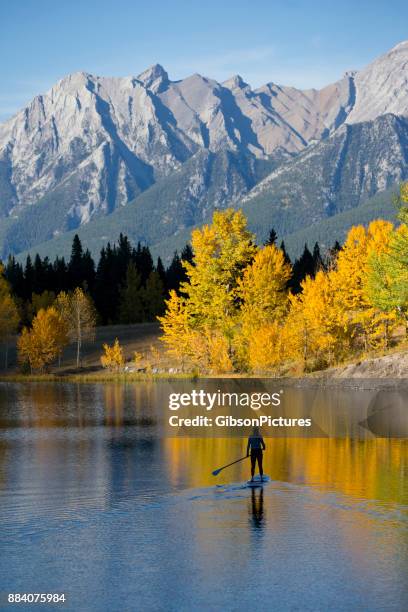 stand up paddleboard adventure - aspen tree silhouettes stock pictures, royalty-free photos & images