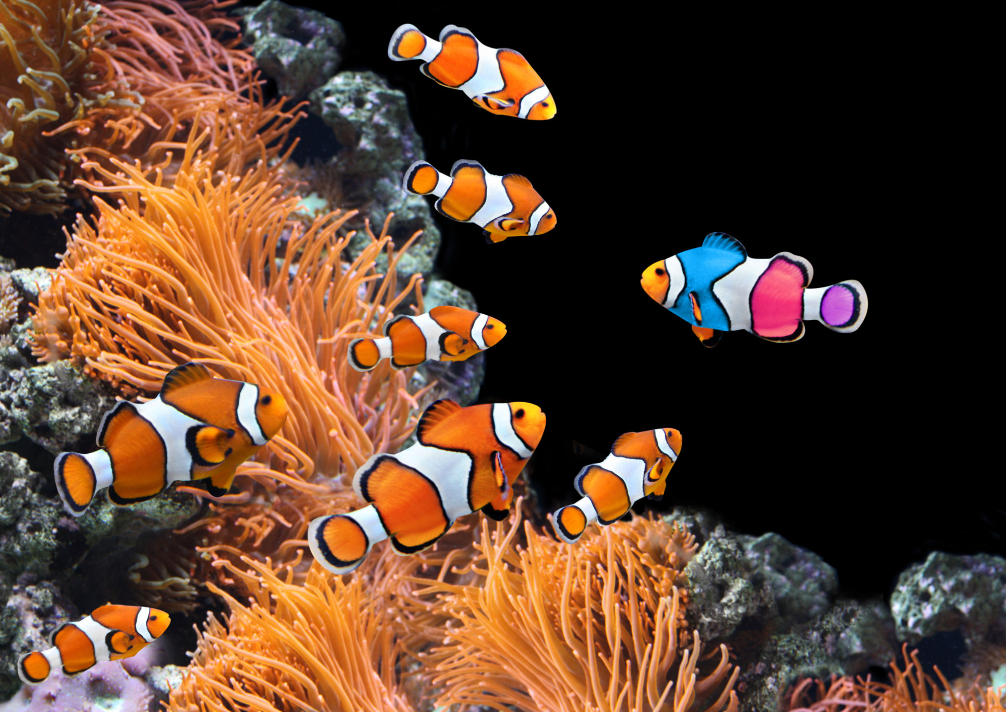 unique fish