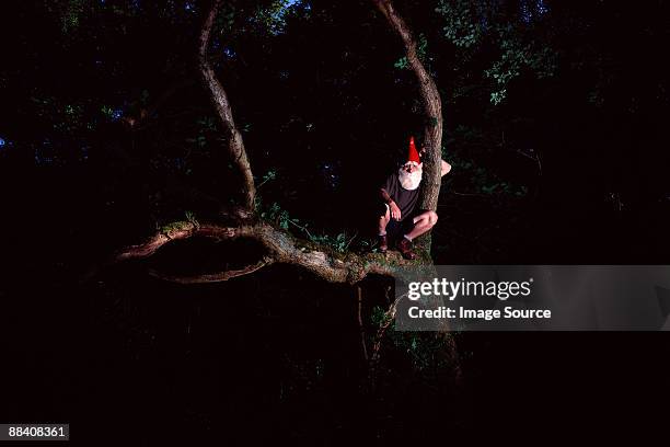 garden gnome auf baum - zwerg stock-fotos und bilder