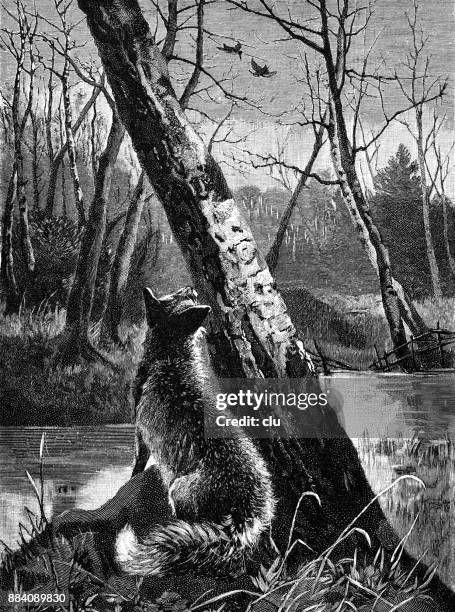 fox on the hunt for snipes - fox river stock illustrations