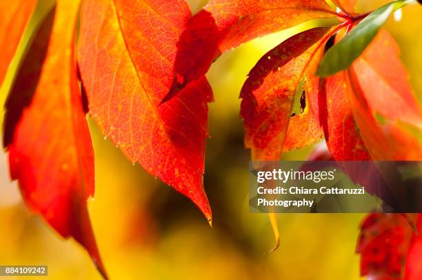 leaning red leaves with a yellow background - fronda fotografías e imágenes de stock