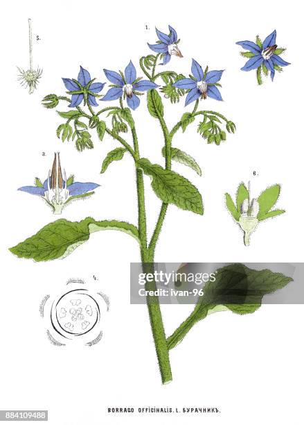 stockillustraties, clipart, cartoons en iconen met kruiden en planten - borage