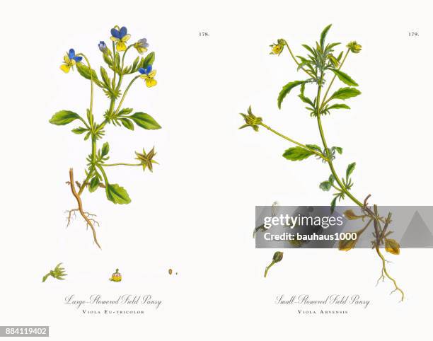 large-flowered field pansy, viola eu-tricolor, victorian botanical illustration, 1863 - pansy stock illustrations