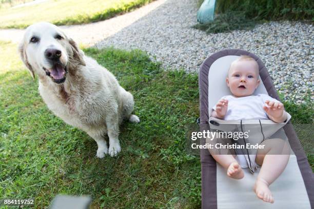 animals and babys - wippe stock-fotos und bilder