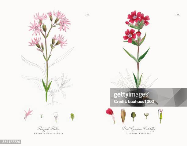 ragged robin, lychnis flos-cuculi, victorian botanical illustration, 1863 - dianthus stock illustrations