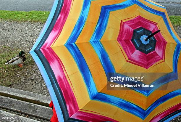 Duck walks past a woman sitting on an bench with an umbrella on June 11, 2009 in Seehausen, Germany. The traditional Corpus Christ Procession in the...