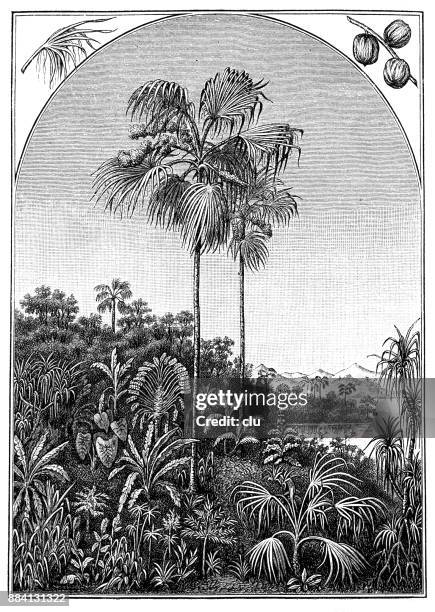 a particularly high palm tree overlooks the other palm trees - tree standing out stock illustrations