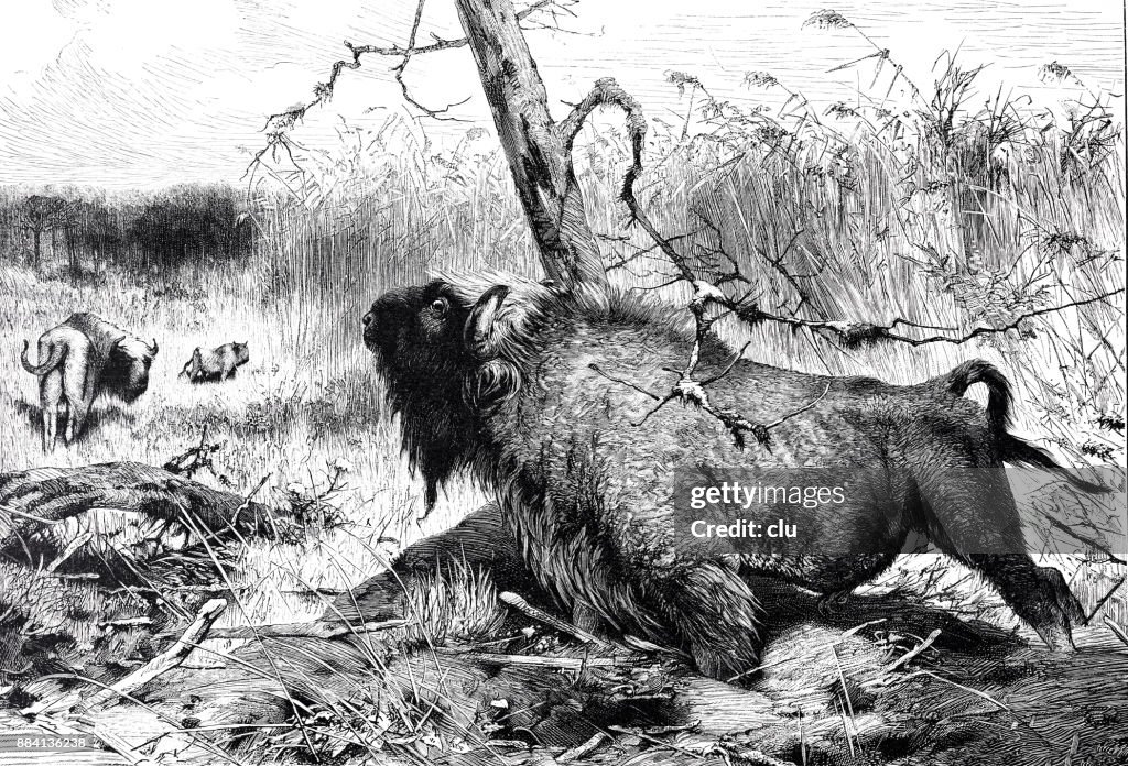 Aurochs in nature