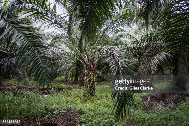Palm oil plantation and factory encroaches on a wildlife reserve on September 7, 2015. The protected area is complex in its location and management...