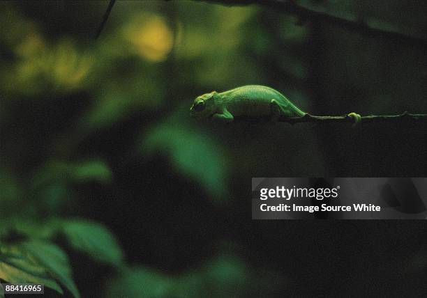 chameleon - adattabile foto e immagini stock