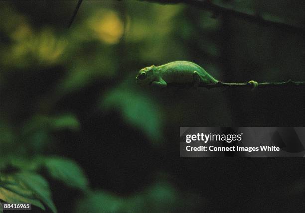 chameleon - adaptation stock pictures, royalty-free photos & images