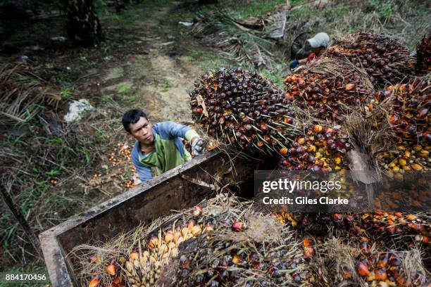 Palm oil plantation and factory encroaches on a wildlife reserve on September 7, 2015. The protected area is complex in its location and management...