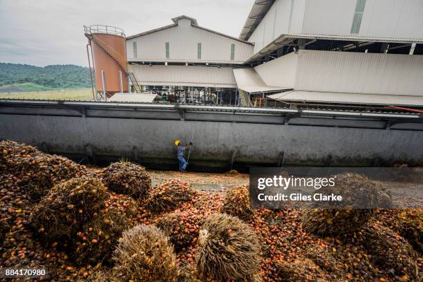 Palm oil plantation and factory encroaches on a wildlife reserve on September 7, 2015. The protected area is complex in its location and management...