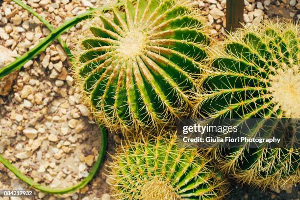 echinocactus grusonii - echinocactus stock pictures, royalty-free photos & images