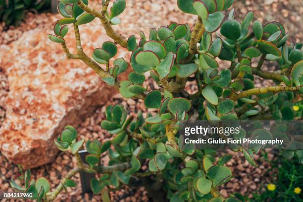 crassula ovata or jade plant - ovata stock pictures, royalty-free photos & images