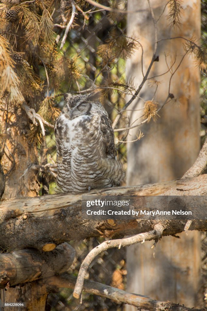 Great Horned Owl in Wildlife Park