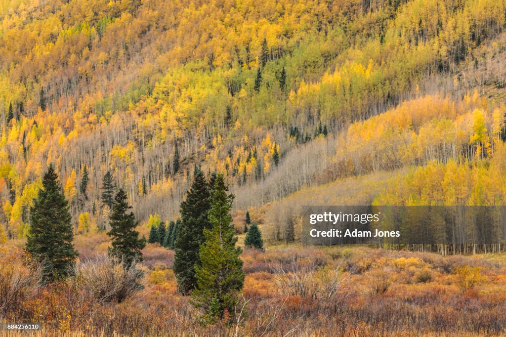 Autumn aspen trees on mountain slope
