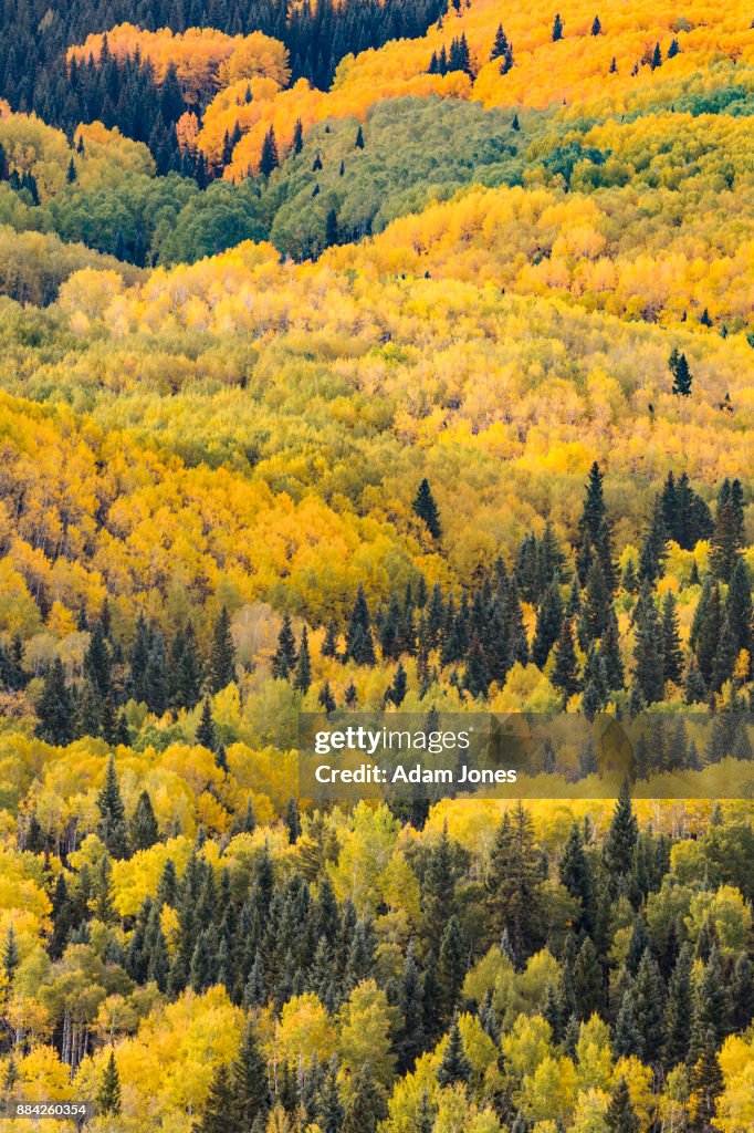 Mountainside and autumn aspen trees