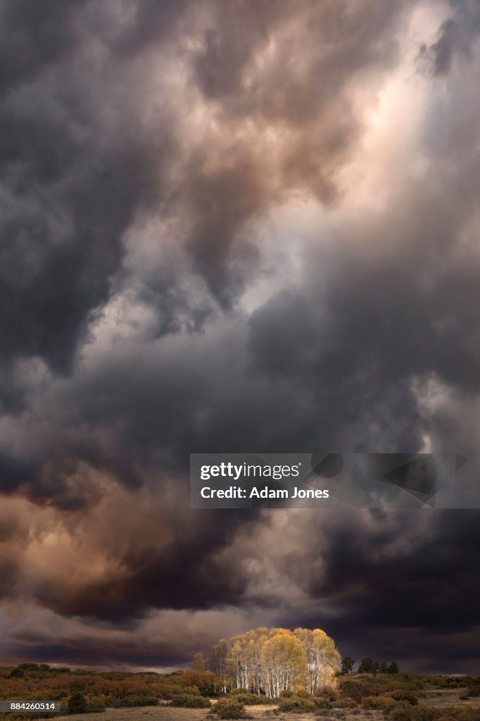 Storm clouds and stand of aspen trees in the light