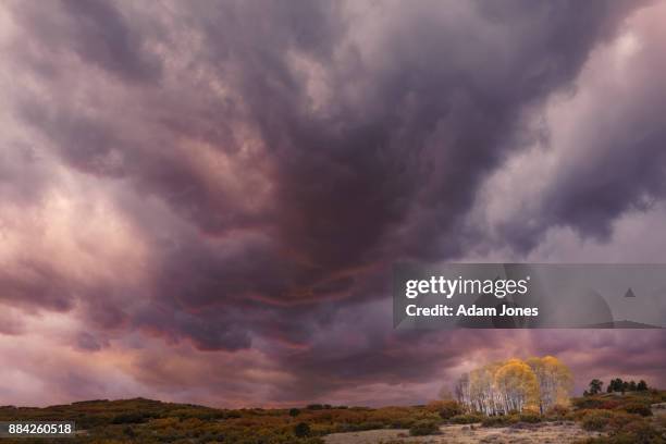 storm clouds and stand of aspen trees in the light - san juan mountains stock-fotos und bilder