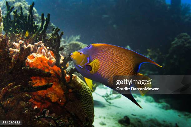 queen angelfish - darren mower stock pictures, royalty-free photos & images