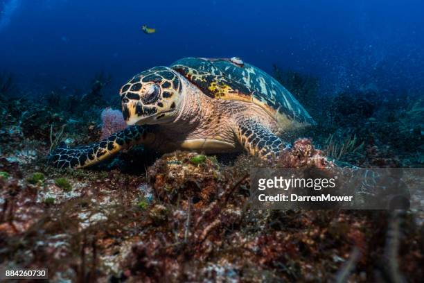 hawksbill sea turtle - darren mower stock pictures, royalty-free photos & images