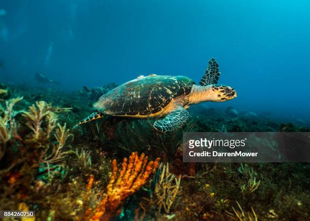 swimming sea turtle - darren mower stock pictures, royalty-free photos & images