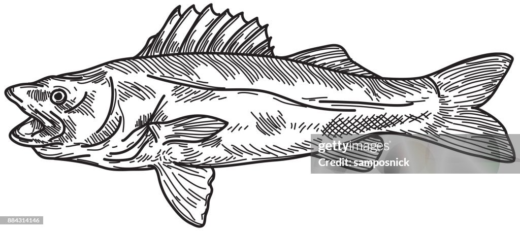 Walleye (Pickerel)