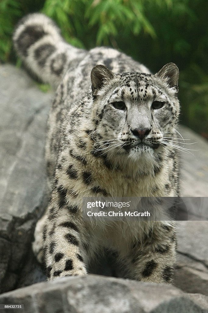 New York City's Central Park Zoo Opens New Snow Leopard Exhibit