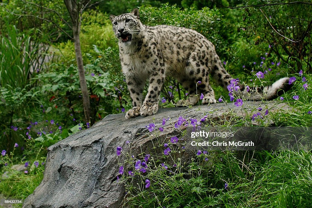 New York City's Central Park Zoo Opens New Snow Leopard Exhibit