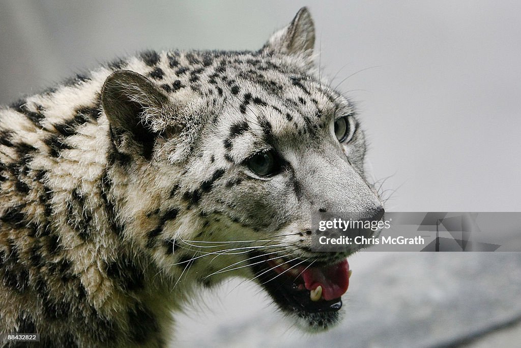 New York City's Central Park Zoo Opens New Snow Leopard Exhibit