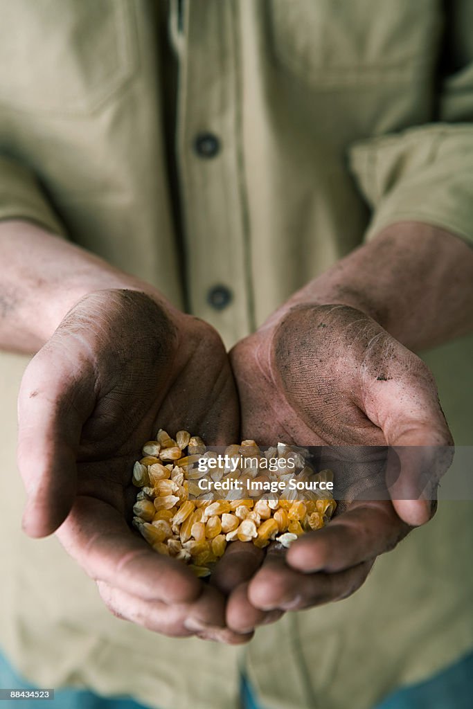 Person holding corn