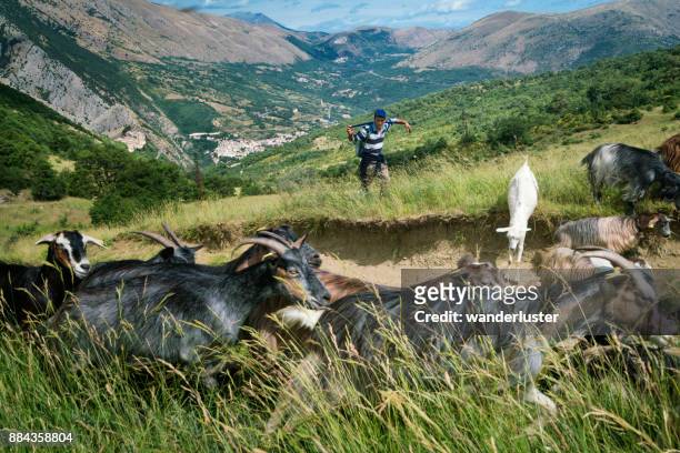 pastor sus cabras en las montañas italianas de relojes - abruzzi fotografías e imágenes de stock