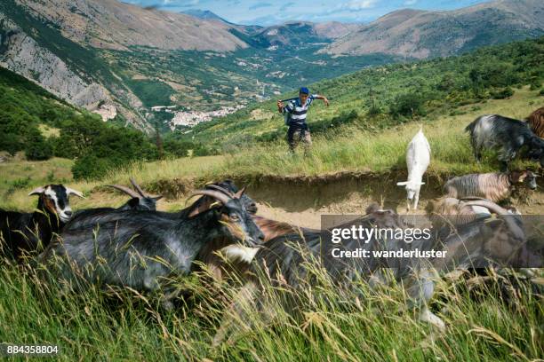 pastore guarda le sue capre sulle montagne italiane - abruzzi foto e immagini stock