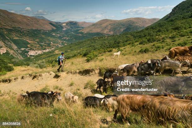 pastor de rebaño de cabras en las montañas italianas de relojes - abruzzi fotografías e imágenes de stock