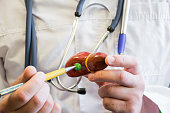 Doctor in white medical lab coat points ballpoint pen on anatomical model of human or animal gallbladder. Concept photo for use for study of anatomy of gallbladder and liver,  medicine, veterinary