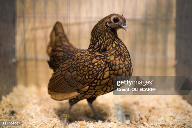 Sebright Gold Pullet looks out from its cage at the 45th National Championship Poultry Show, hosted by 'The Poultry Club of Great Britain' and held...