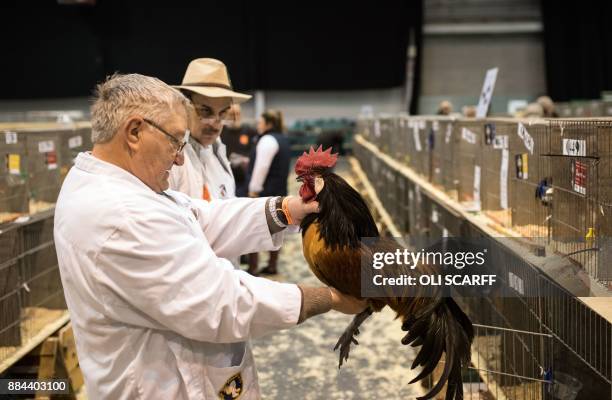 Chicken Judge Vorwerk Photos and Premium High Res Pictures - Getty Images